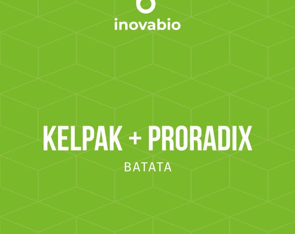 Kelpak + Proradix na cultura da batata